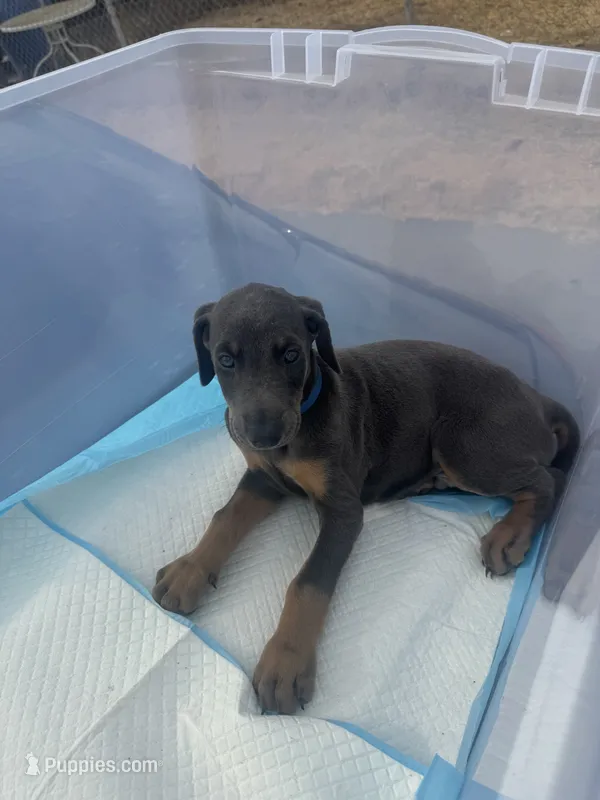 Baby Doberman – Doberman Pinscher puppy for sale in Sacramento, CA