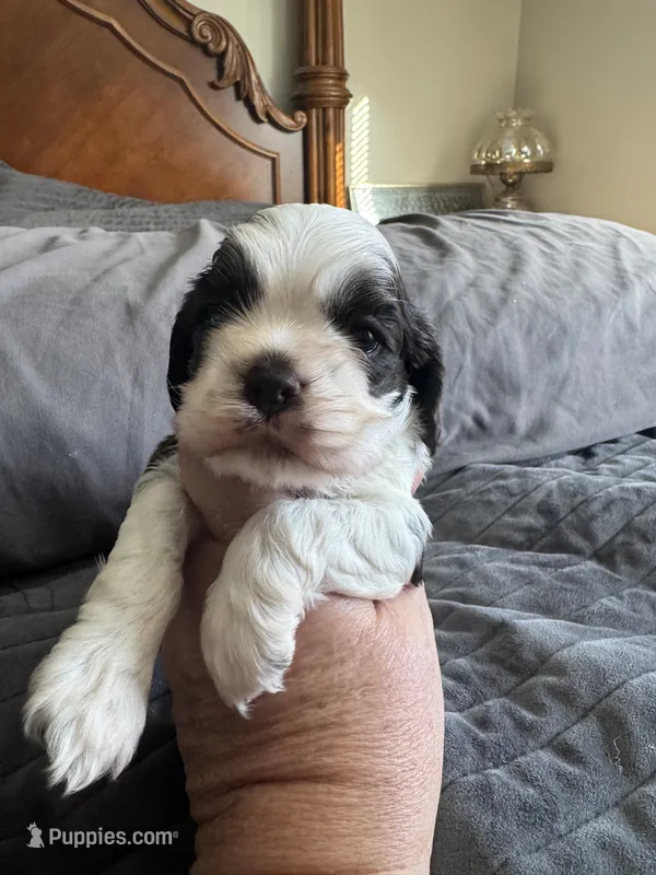 Champion sired Walker