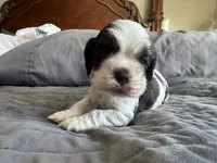 processed/42f87b74-3818-40bf-9902-485d23189506/listing/92e45aa7-bf35-4087-9de1-0fd80073a36f/cf51437c-6463-4b1b-8a8a-940d703744a3