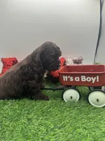 Champion sired, a male Cocker Spaniel for sale in Fort Collins, CO – 6 of 10