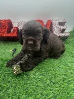 Champion sired, a male Cocker Spaniel for sale in Fort Collins, CO – 3 of 10