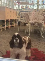 Champion sired, a male Cocker Spaniel for sale in Fort Collins, CO – 9 of 10