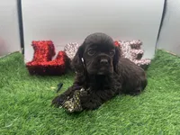 Champion sired, a male Cocker Spaniel for sale in Fort Collins, CO – 5 of 10
