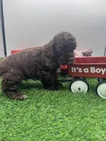 Champion sired, a male Cocker Spaniel for sale in Fort Collins, CO – 2 of 10