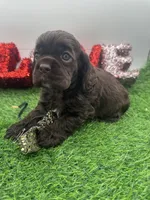 Champion sired, a male Cocker Spaniel for sale in Fort Collins, CO – 7 of 10