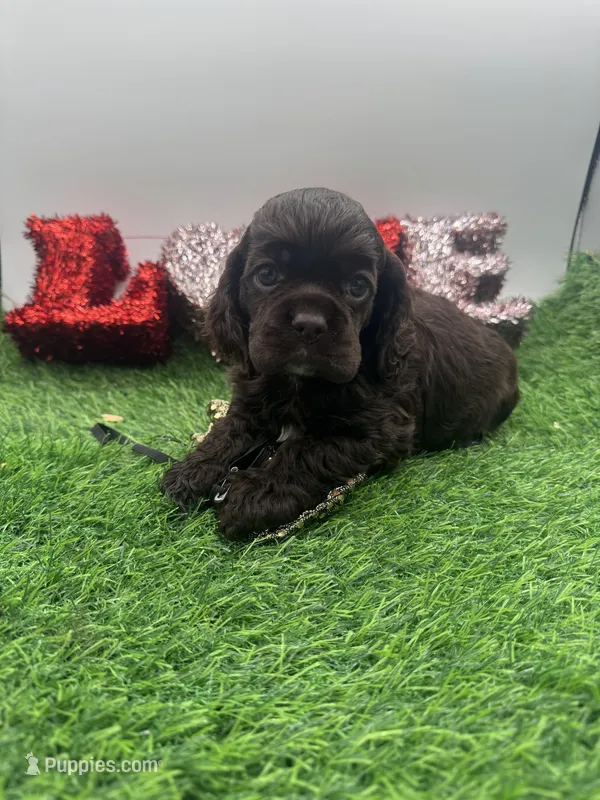 Champion sired – Cocker Spaniel puppy for sale in Fort Collins, CO