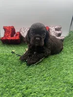 Champion sired, a male Cocker Spaniel for sale in Fort Collins, CO – 1 of 10
