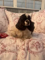 Champion sired, a male Cocker Spaniel for sale in Fort Collins, CO – 10 of 10