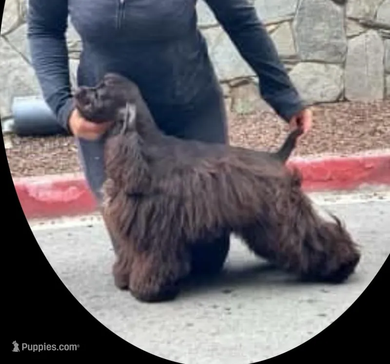 Champion sired – Cocker Spaniel puppy for sale in Fort Collins, CO