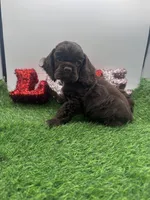 Champion sired, a male Cocker Spaniel for sale in Fort Collins, CO – 6 of 6