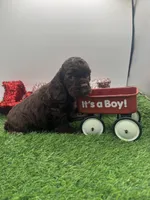 Champion sired, a male Cocker Spaniel for sale in Fort Collins, CO – 4 of 6