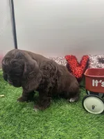 Champion sired, a male Cocker Spaniel for sale in Fort Collins, CO – 5 of 6