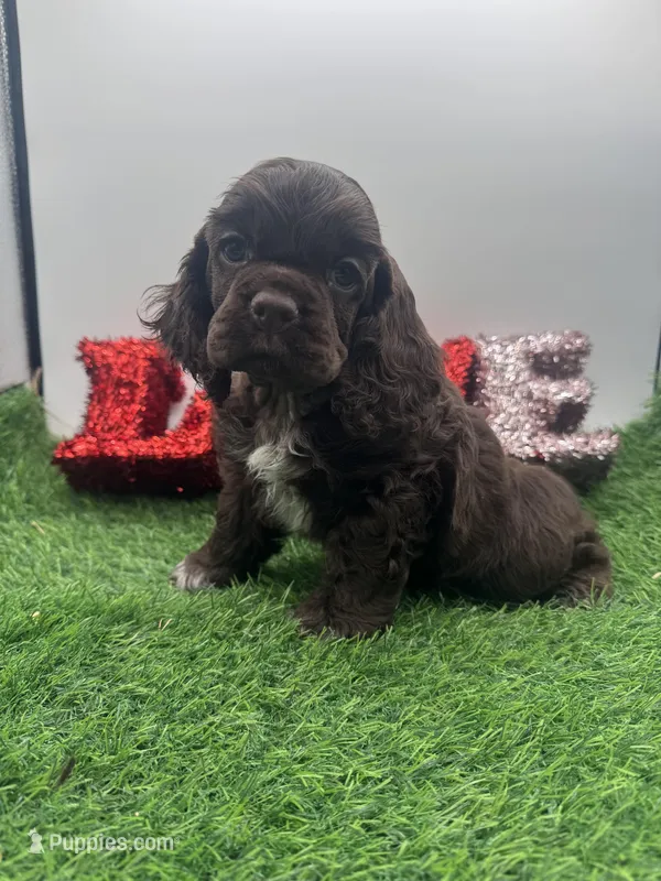 Champion sired – Cocker Spaniel puppy for sale in Fort Collins, CO