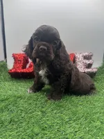 Champion sired, a male Cocker Spaniel for sale in Fort Collins, CO – 3 of 6