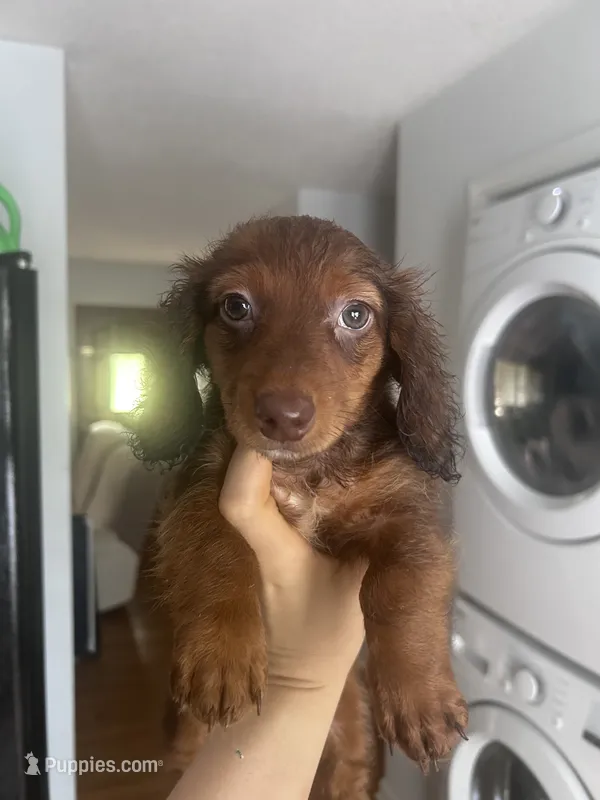 Luffy  – Miniature Dachshund puppy for sale in Thomasville, NC