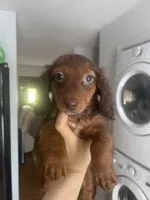 Luffy , a male Miniature Dachshund for sale in Thomasville, NC – 1 of 10
