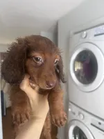 Luffy , a male Miniature Dachshund for sale in Thomasville, NC – 2 of 10