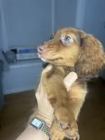 Slinky , a male Miniature Dachshund for sale in Thomasville, NC – 8 of 9
