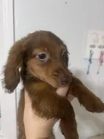 Luffy , a male Miniature Dachshund for sale in Thomasville, NC – 9 of 10