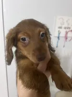 Luffy , a male Miniature Dachshund for sale in Thomasville, NC – 5 of 10