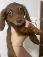 Luffy , a male Miniature Dachshund for sale in Thomasville, NC – 6 of 10