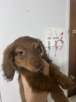 Luffy , a male Miniature Dachshund for sale in Thomasville, NC – 4 of 10