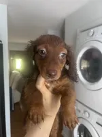 Luffy , a male Miniature Dachshund for sale in Thomasville, NC – 3 of 10