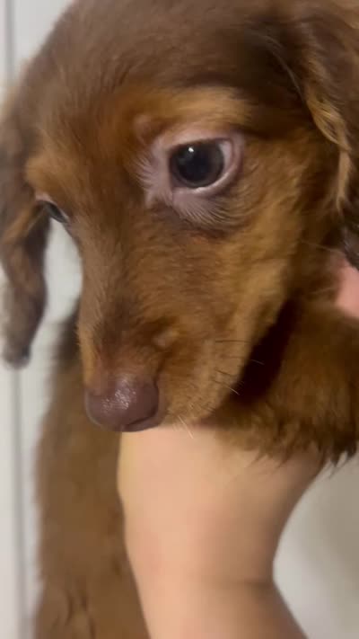Luffy , a male Miniature Dachshund for sale in Thomasville, NC – 10 of 10