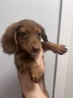 Luffy , a male Miniature Dachshund for sale in Thomasville, NC – 7 of 10