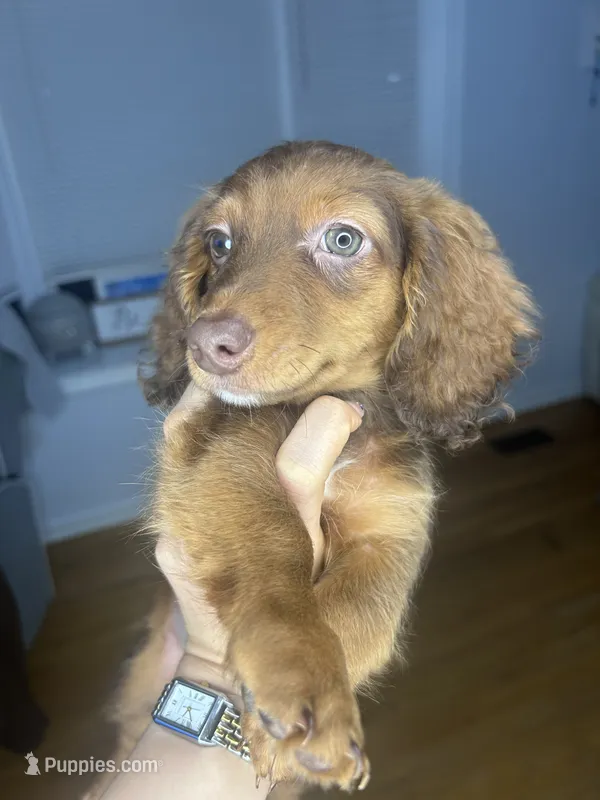 Slinky  – Miniature Dachshund puppy for sale in Thomasville, NC