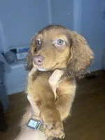 Slinky , a male Miniature Dachshund for sale in Thomasville, NC – 1 of 9