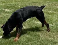 Creed, a male Rottweiler for sale in Fort Worth, TX – 3 of 3