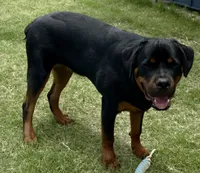 Creed, a male Rottweiler for sale in Fort Worth, TX – 2 of 3