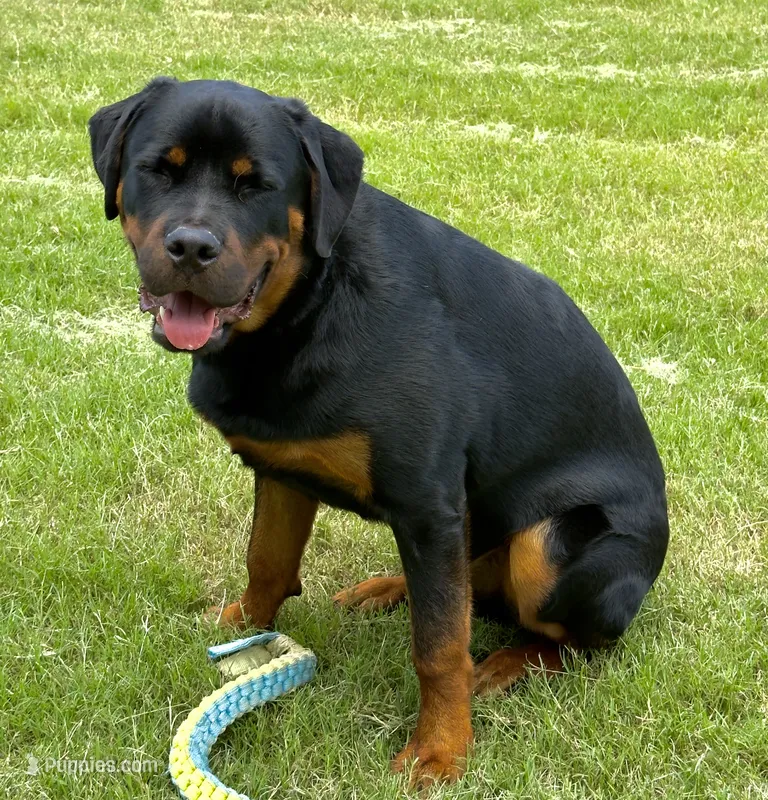 Creed – Rottweiler puppy for sale in Fort Worth, TX