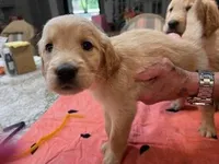 Valentine Puppies, a female Golden Retriever for sale in Mauldin, SC – Photo 2 of 3