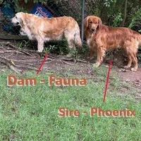 Valentine Puppies, a female Golden Retriever for sale in Mauldin, SC – Photo 3 of 3