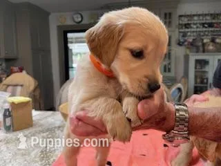 Valentine Puppies – Golden Retriever puppy for sale in Mauldin, SC