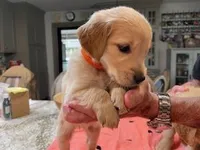 Valentine Puppies, a female Golden Retriever for sale in Mauldin, SC – Photo 1 of 3