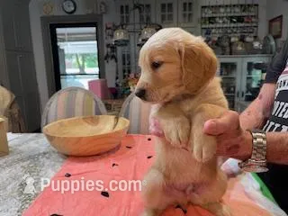 Valentine Puppies – Golden Retriever puppy for sale in Mauldin, SC
