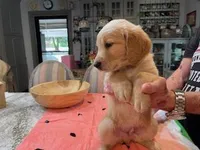 Valentine Puppies, a male Golden Retriever for sale in Mauldin, SC – Photo 1 of 3