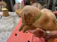 Valentine Puppies, a male Golden Retriever for sale in Mauldin, SC – Photo 2 of 3