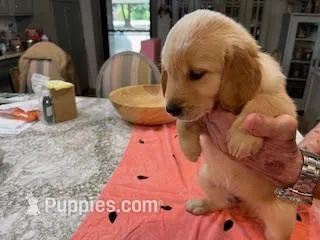 Valentine Puppies – Golden Retriever puppy for sale in Mauldin, SC