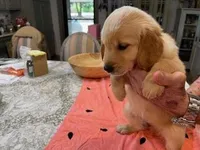 Valentine Puppies, a male Golden Retriever for sale in Mauldin, SC – Photo 1 of 3
