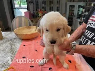 Valentine Puppies – Golden Retriever puppy for sale in Mauldin, SC