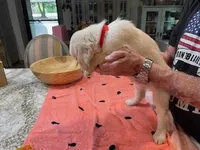 Valentine Puppies, a female Golden Retriever for sale in Mauldin, SC – Photo 2 of 3