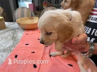 Valentine Puppies – Golden Retriever puppy for sale in Mauldin, SC