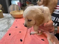 Valentine Puppies, a female Golden Retriever for sale in Mauldin, SC – Photo 1 of 3