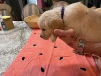 Valentine Puppies, a female Golden Retriever for sale in Mauldin, SC – Photo 2 of 3