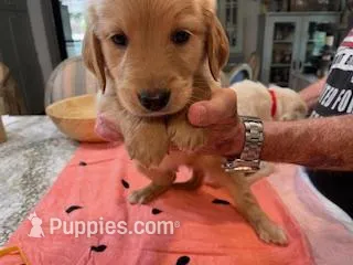Valentine Puppies – Golden Retriever puppy for sale in Mauldin, SC