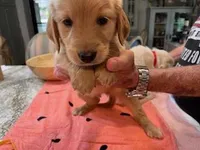 Valentine Puppies, a male Golden Retriever for sale in Mauldin, SC – Photo 1 of 3